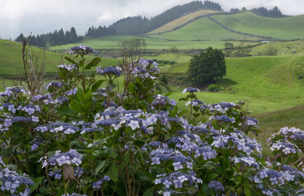 Azori-szigetek: egyedi élmények Európa nyugati végén