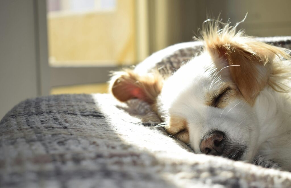 A kánikulában a kutyákra is nagyobb figyelmet kell szentelni!