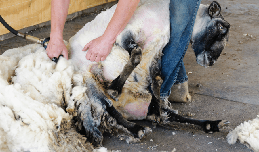 A haszonállatok szőrnyírása: miért és hogyan tegyük jól?