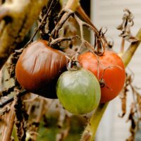 Illusztráció: Wendy Wei