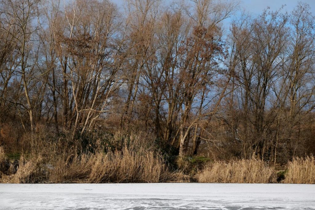 Miért érdemes minél több időt tölteni a fák között?