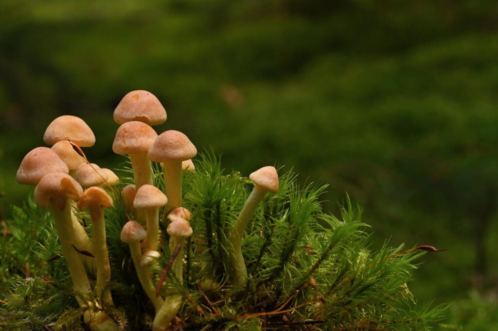 Hogyan tartják a kapcsolatot egymással az erdő fái a föld alatt