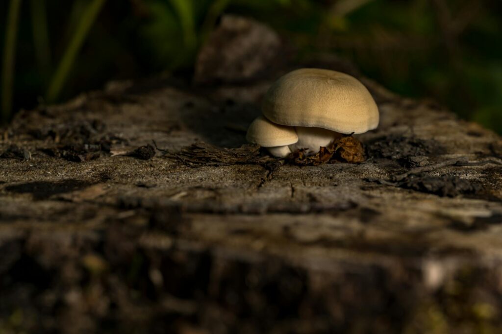 Miért nevezik a kutatók a beleinket a második agyunknak?